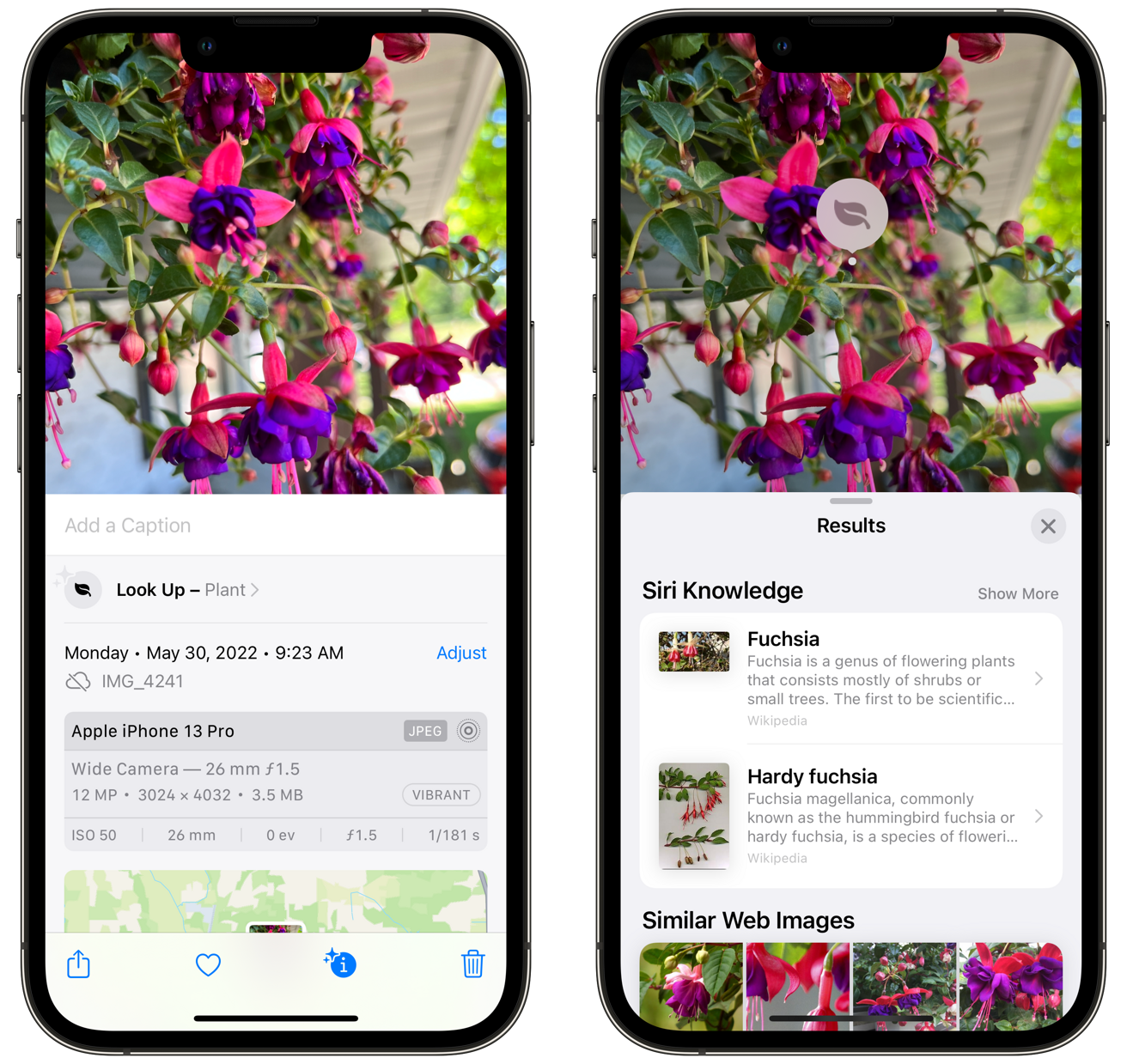 如何使用 iPhone 相机识别植物和花卉