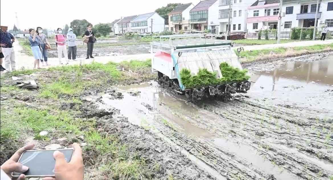 AI在上海金山的水田里插秧，一亩地只要8-10分钟