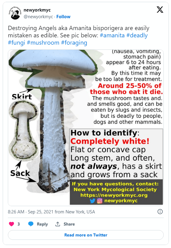 AI生成的蘑菇科普书籍存有致命错误，误食后果严重