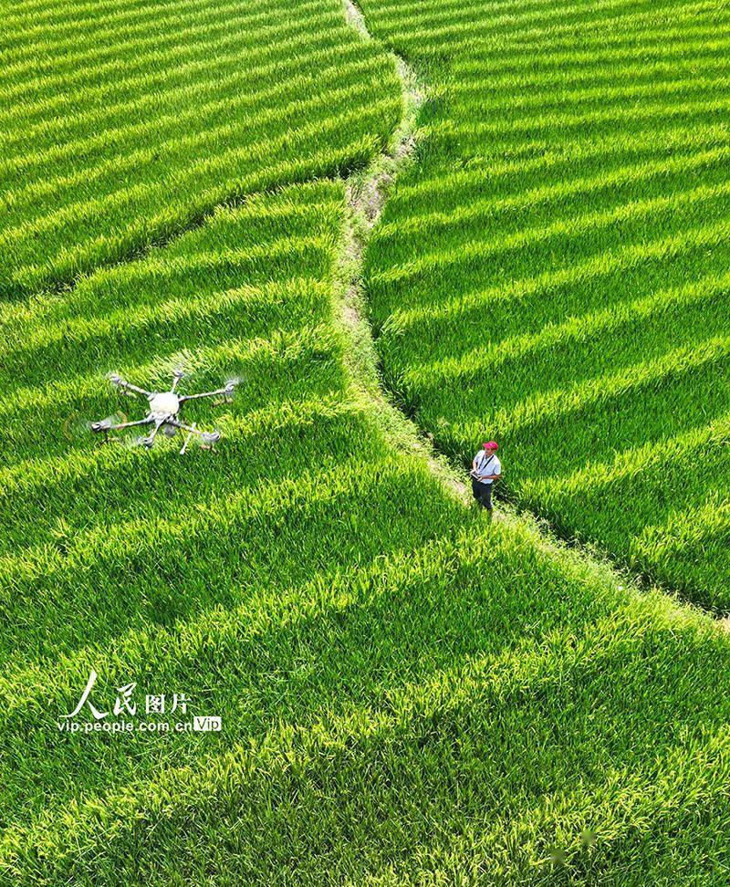 湖南桂阳：植保无人机“赶花”授粉