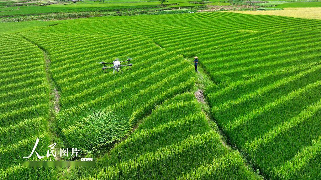 湖南桂阳：植保无人机“赶花”授粉