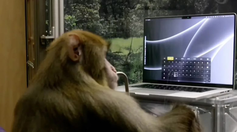 孕期被裁员工起诉马斯克脑机公司 Neuralink:强迫与带病毒猴子一同工作