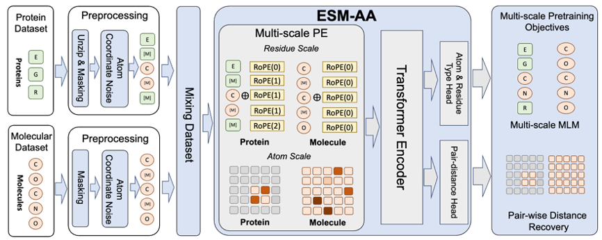 清华AIR等提出ESM-AA，首个从氨基酸到原子尺度的蛋白质语言模型