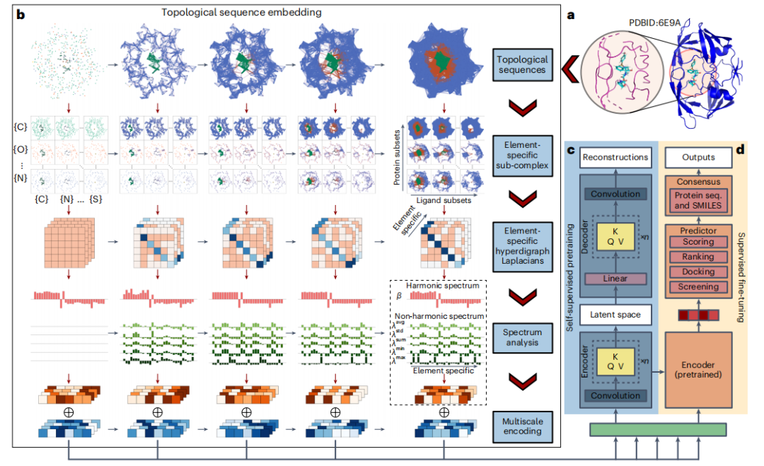 登Nature子刊，拓扑Transformer模型进行多尺度蛋白质-配体互作预测，助力药物研发