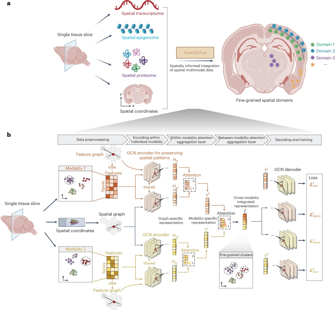 整合多组学数据，华大基因团队图神经网络模型SpatialGlue登Nature子刊