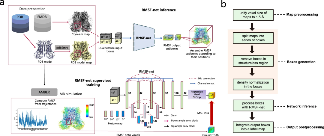 仅几秒，准确推断蛋白动力学信息，山大、北理工等AI模型RMSF-net登Nature子刊