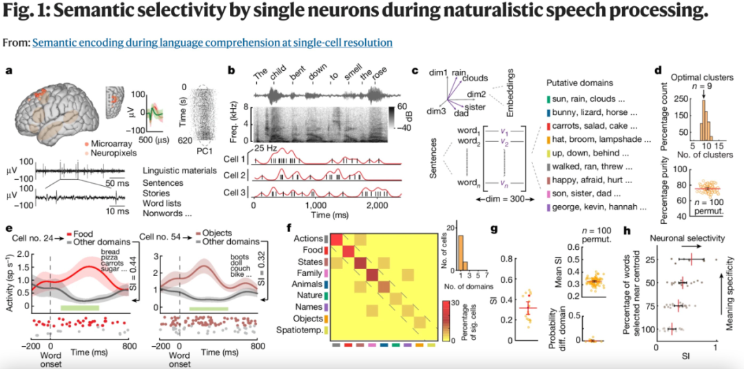 第一次，语言的神经激活被定位到细胞级