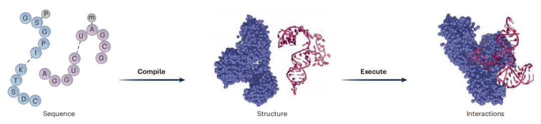 AlphaFold 3 向解码分子行为和生物计算迈出重要一步，Nature 子刊锐评