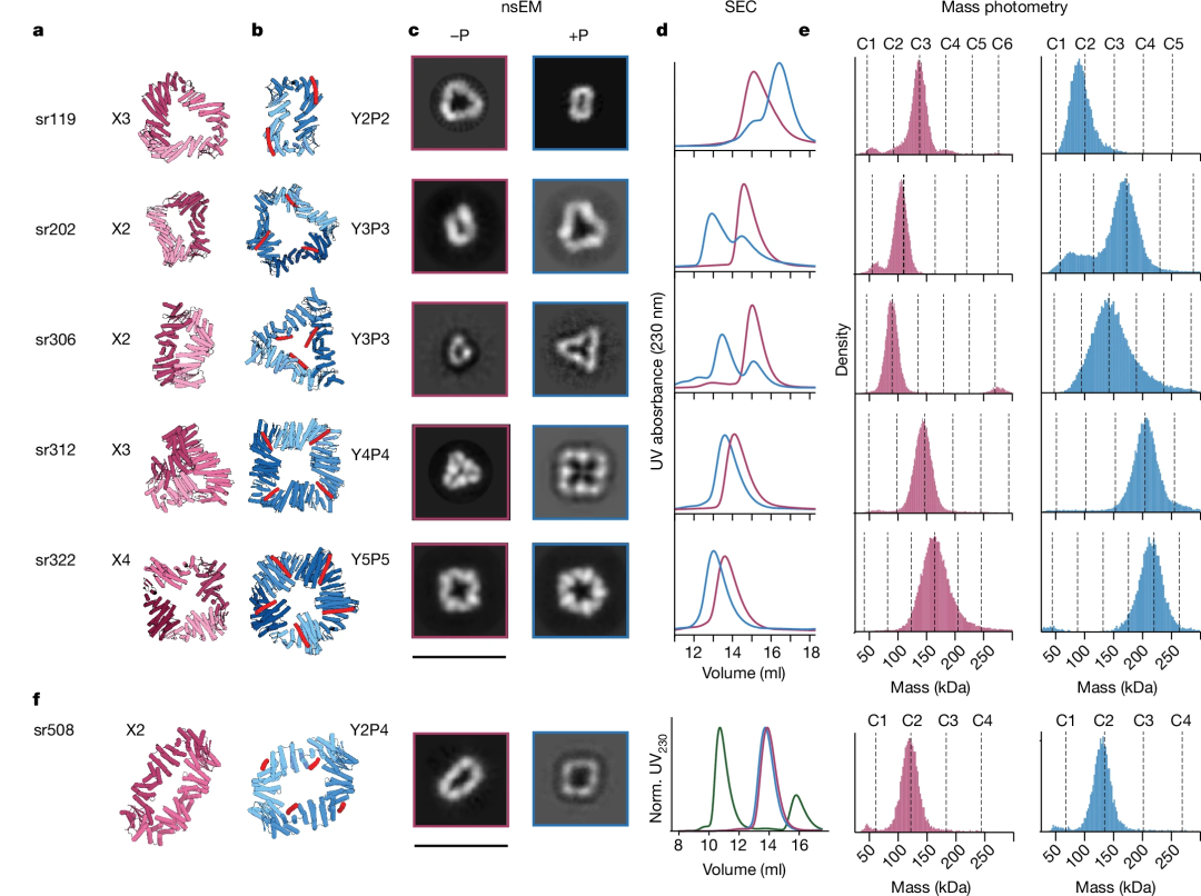 AI从头设计蛋白质「开关」，蛋白质设计的惊人突破，David Baker研究登Nature