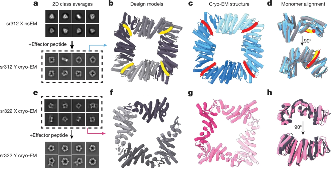 AI从头设计蛋白质「开关」，蛋白质设计的惊人突破，David Baker研究登Nature