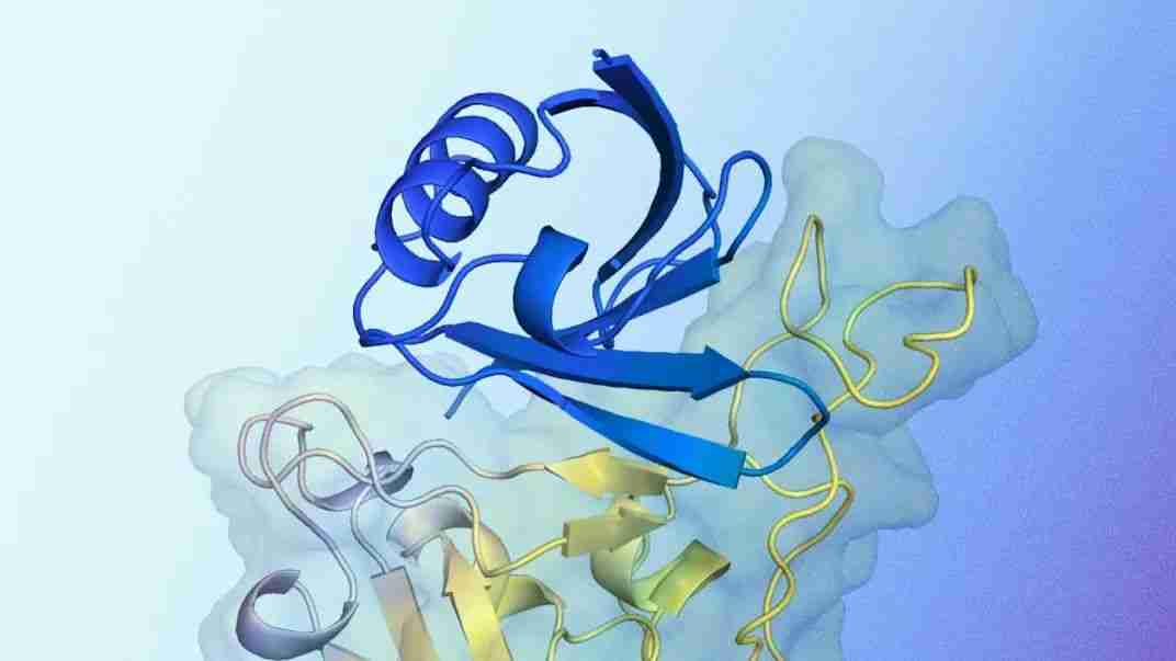 DeepMind蛋白质设计新工具AlphaProteo，从头设计高亲和力蛋白结合剂，成功率最高88％