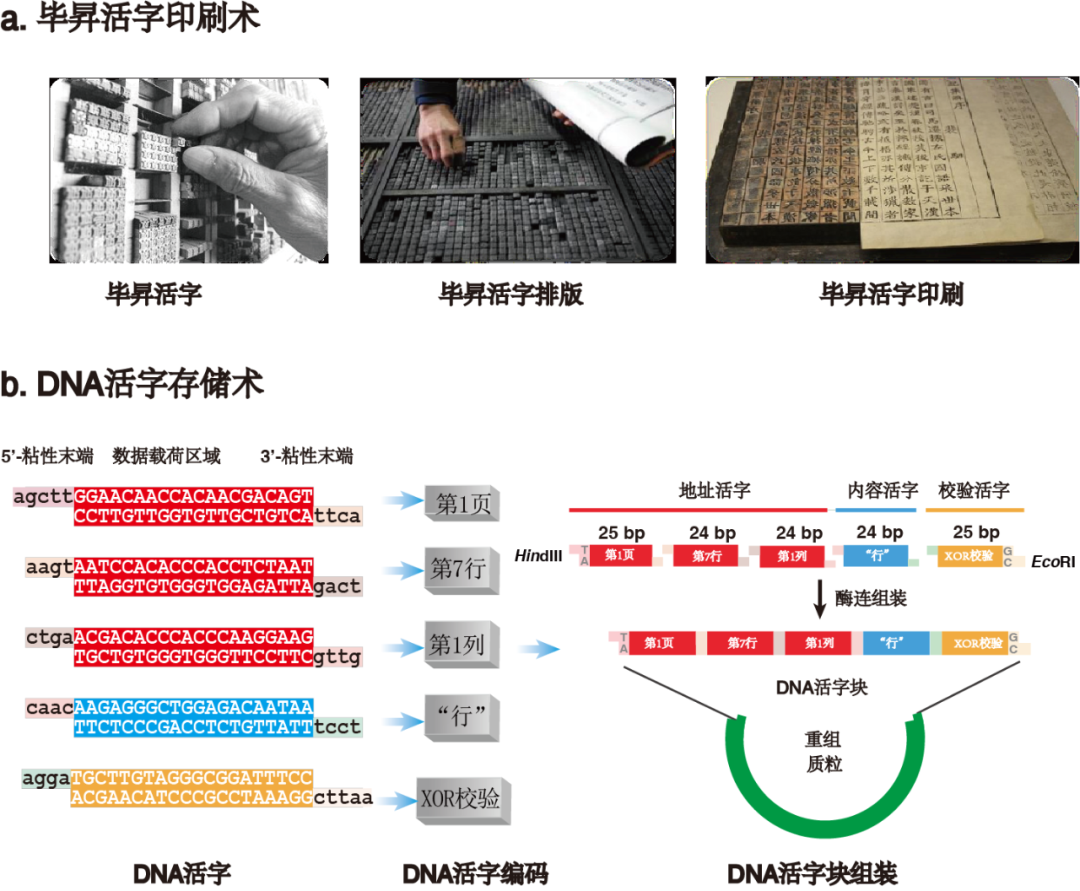 「毕昇一号」DNA活字存储喷墨打印机来了，低成本、高效率、全自动的DNA存储