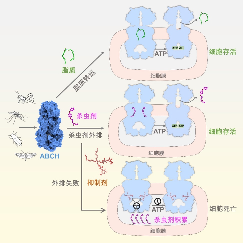 我国科学家揭示害虫抗药的关键机制，正为推进成果产业化而努力