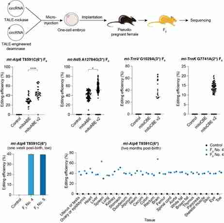 魏文胜团队发布新一代线粒体碱基编辑器助力建立疾病动物模型