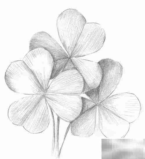 三叶草绘画技巧