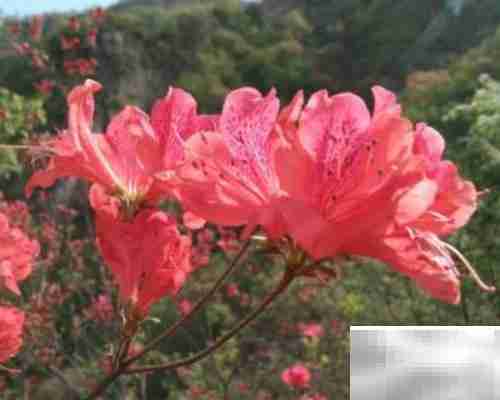 火红杜鹃养殖技巧