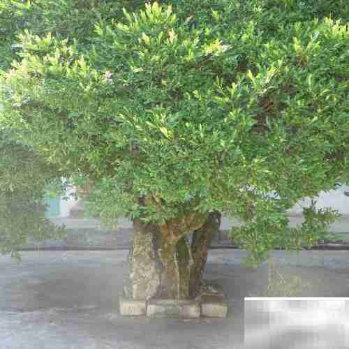 黄杨常见病虫害防治方法