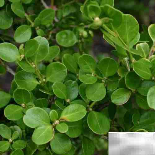 黄杨常见病虫害防治方法