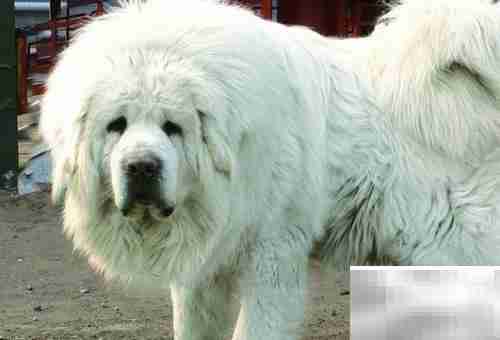 中国本土名犬推荐