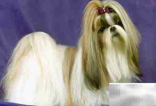 中国本土名犬推荐