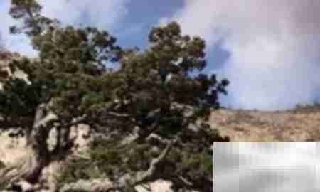 高山柏移栽技巧