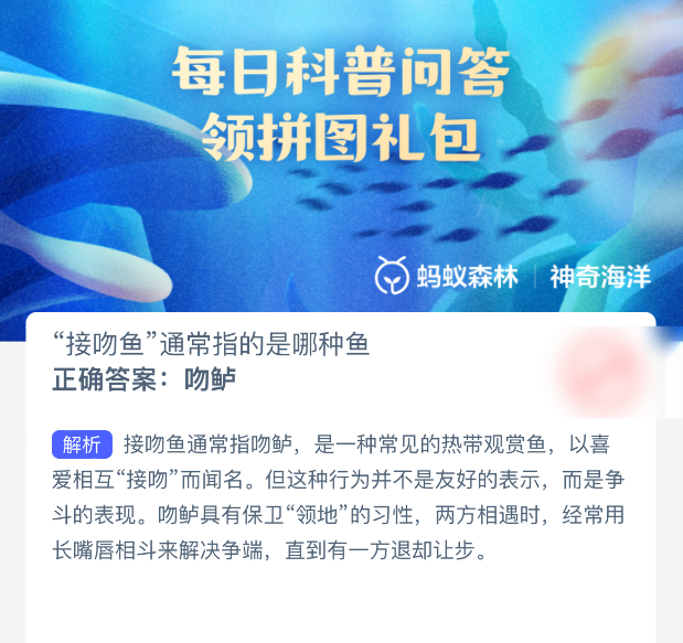 接吻鱼通常指的是哪种鱼