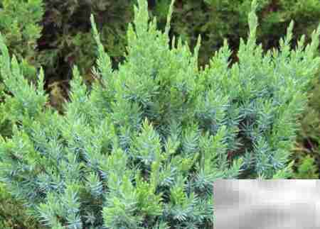 偃柏的形态特征与生长习性