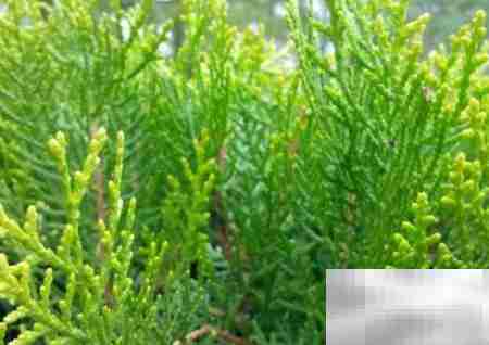 偃柏的形态特征与生长习性