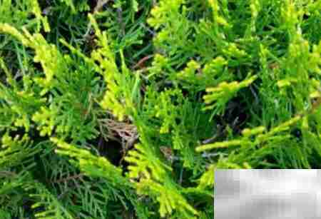 偃柏的形态特征与生长习性