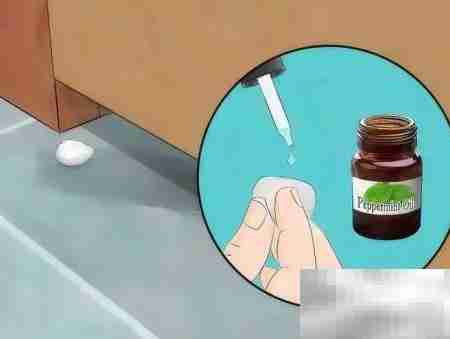 最有效驱鼠方法大揭秘