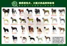 禁养犬如何合法饲养