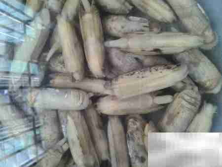 蒜末拇指蛤汤:鲜香开胃