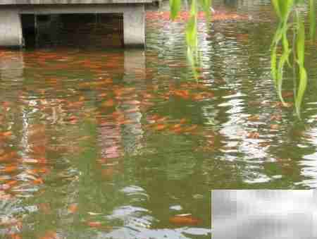 翻页相册制作全攻略