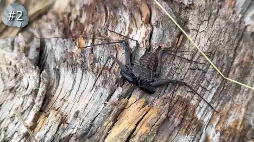 探索雨林：翻开石头下的秘密生物世界