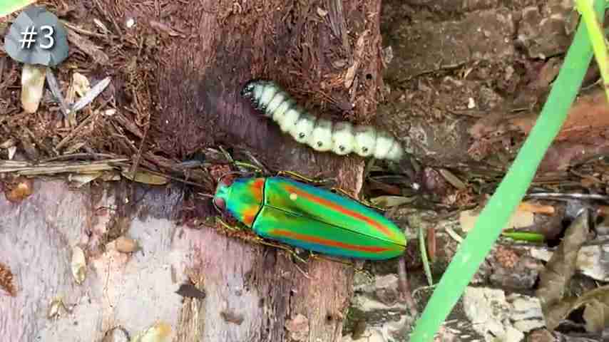 探索雨林：翻开石头下的秘密生物世界