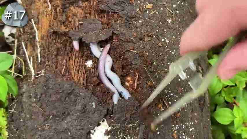 探索雨林：翻开石头下的秘密生物世界