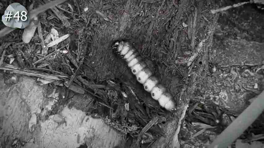 探索雨林：翻开石头下的秘密生物世界