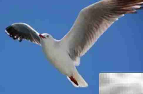 海鸥的象征意义解析