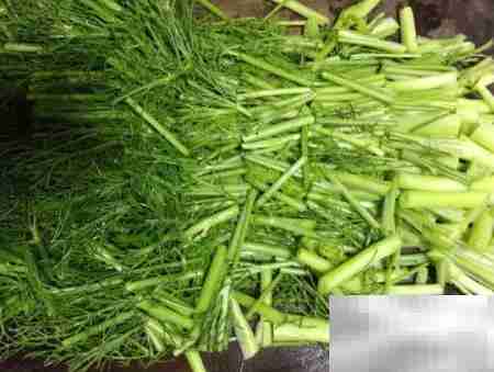 茴香蒸菜，家常美味