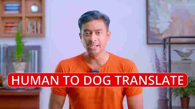 宠物翻译App评测：与猫狗交流的未来科技？