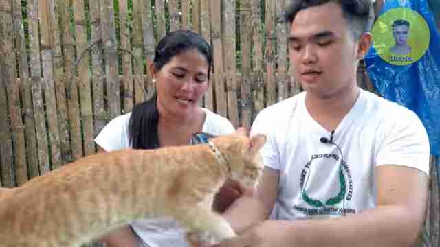 趣味猫语翻译器评测：真能听懂猫咪心声？