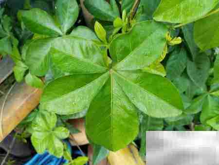 桥梁油漆大修陆料管理要求