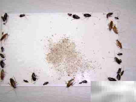 轻松灭蟑,一招搞定