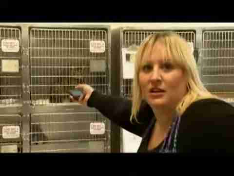 探索人猫交流新方式：猫语翻译App评测与应用