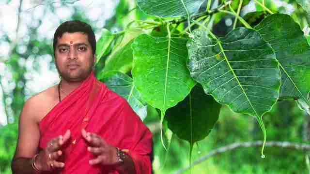 探索菩提树的象征意义、养护方法及其在信仰中的地位