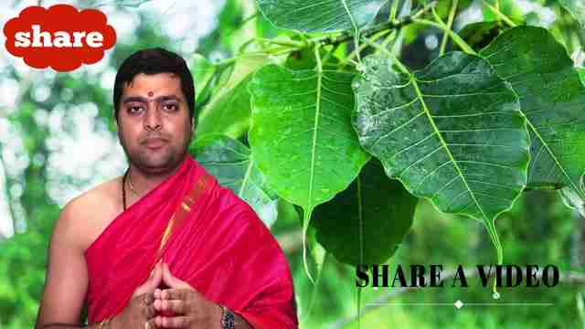 探索菩提树的象征意义、养护方法及其在信仰中的地位