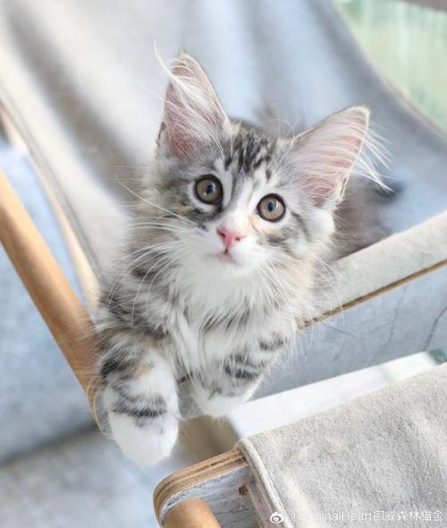 猫送死老鼠给主人是什么意思