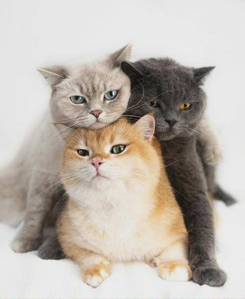 猫一天到底要睡多久