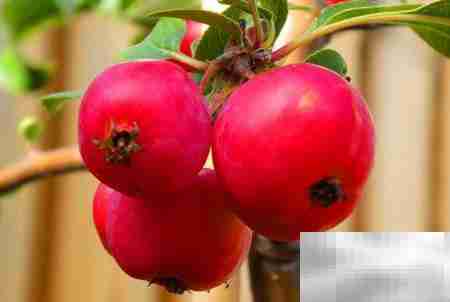 水果店经营模式解析