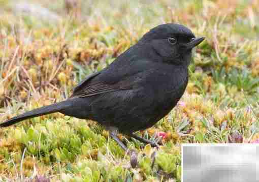 white的反义词是什么